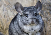 Mayor planta desalinizadora suspende su tramitación ambiental hasta febrero de 2026 para estudiar a chinchilla lanígera