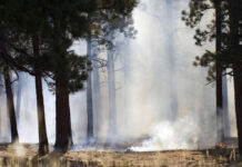 Innovación y estrategia para la resiliencia frente a incendios forestales